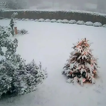 Flora Lavenda * Zalahaláp