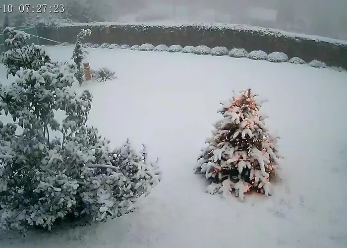 Flora Lavenda * Zalahaláp